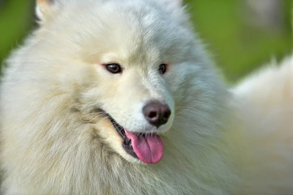 잔디의 배경에 Samoyed 여름 — 스톡 사진