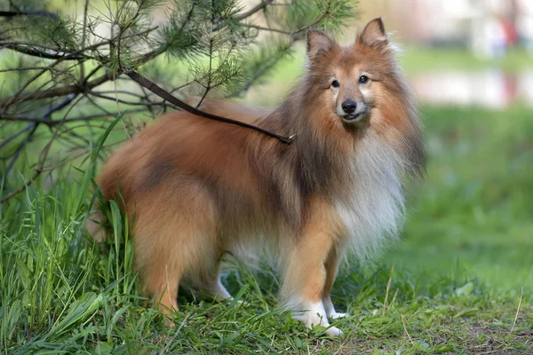 Pies rasy Sheltie — Zdjęcie stockowe