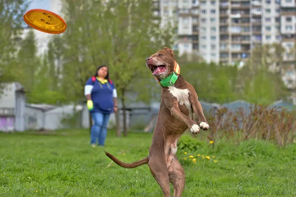 Pit bull terrier jumps, — Stock Photo, Image