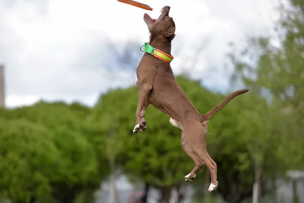 Pit bull terrier jumps, — Stock Photo, Image