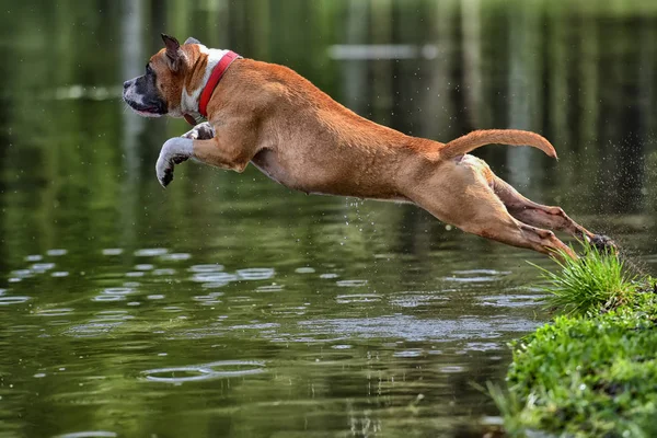 American Staffordshire Terrier jumping water