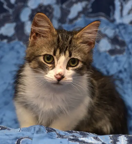 Blanco con gatito mullido marrón sobre fondo azul —  Fotos de Stock