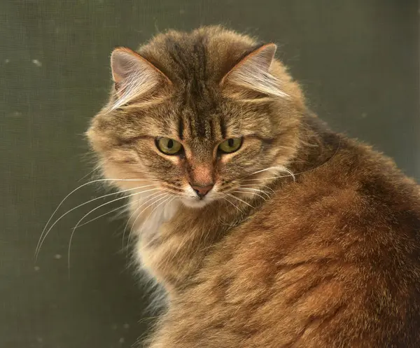 Sibiriska Kattporträtt Närbild — Stockfoto