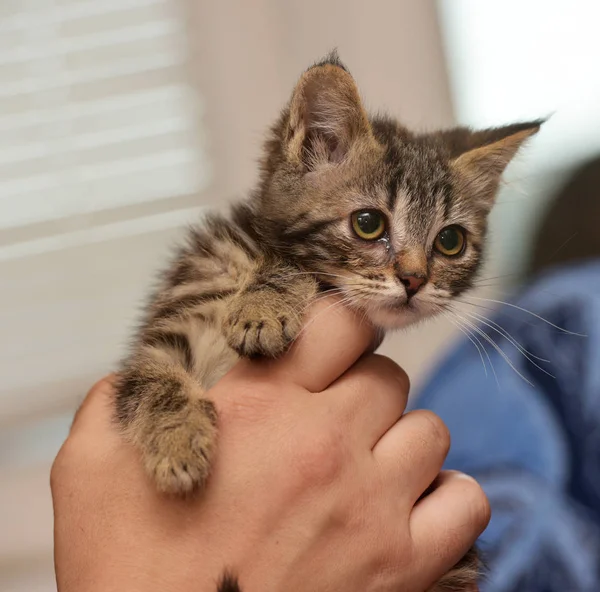 小条纹的小猫用手 — 图库照片