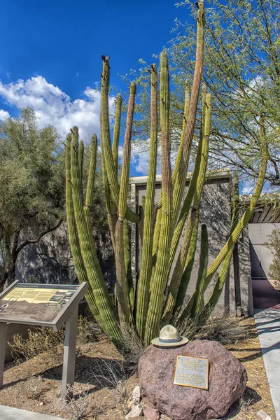 Stany Zjednoczone, Arizona, 26.06,2016 Pipe Cactus National Monument. — Zdjęcie stockowe