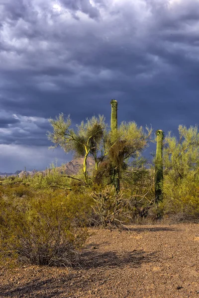 Cylindropuntia fulgida με φρούτα και θάμνο κρεόσωτου σε μια έρημο — Φωτογραφία Αρχείου