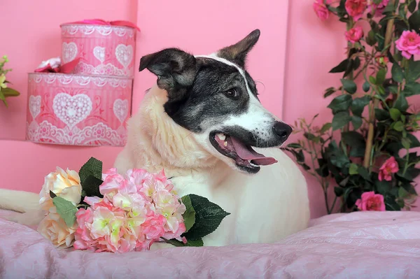 Blanco con un perro gris, mestizo, un fondo rosa, se encuentra con —  Fotos de Stock