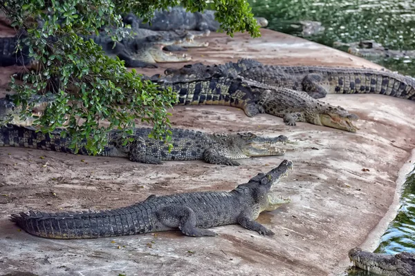 Krokodiler I en krokodilfarm, Thailand — Stockfoto