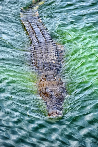 Крокодилы на крокодиловой ферме в Таиланде — стоковое фото
