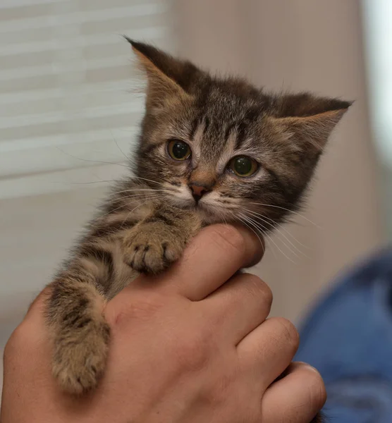 Liten randig kattunge med händer — Stockfoto