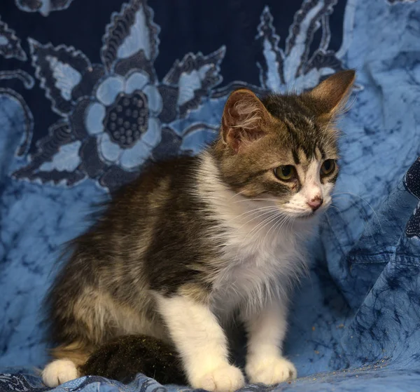 Vit med brun fluffig kattunge på blå bakgrund — Stockfoto