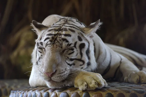 Tigre bianca con una catena al collo in uno zoo thailandese — Foto Stock