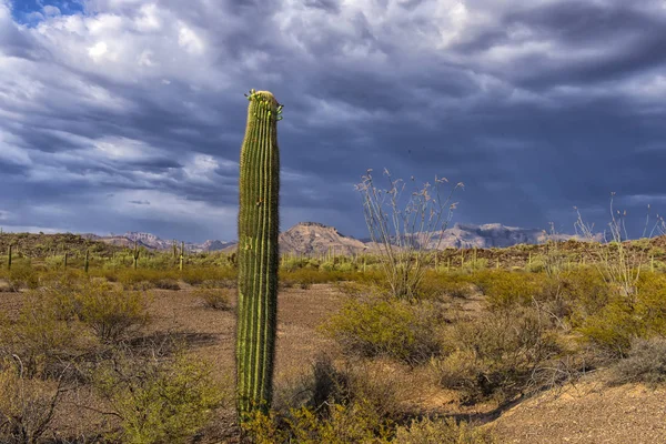 Paysage du désert avec cactus — Photo