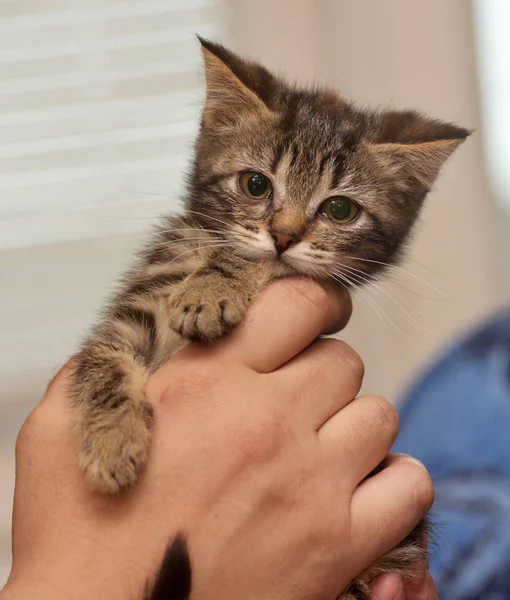 Small striped kitten with hands — Stock Photo, Image