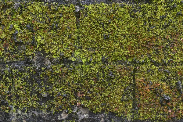 Tle kamiennego muru, porośnięte mchem — Zdjęcie stockowe