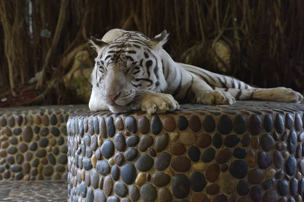 Tigre bianca con una catena al collo in uno zoo thailandese — Foto Stock