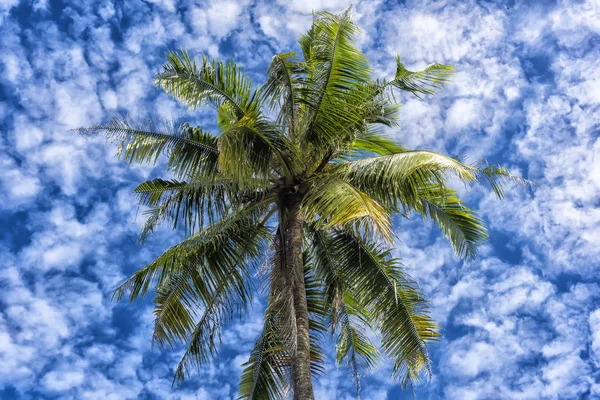 Palmeras contra el cielo azul con nubes — Foto de Stock