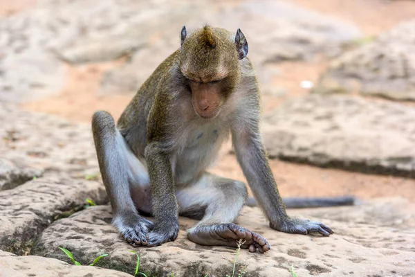 Közelkép egy hosszúfarkú makákó majomról Angkor Wat-ban, Kambodzsában — Stock Fotó