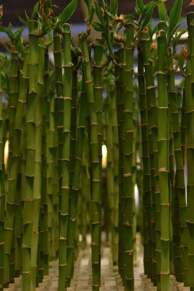 Dracaena Sanderiana en la tienda — Foto de Stock