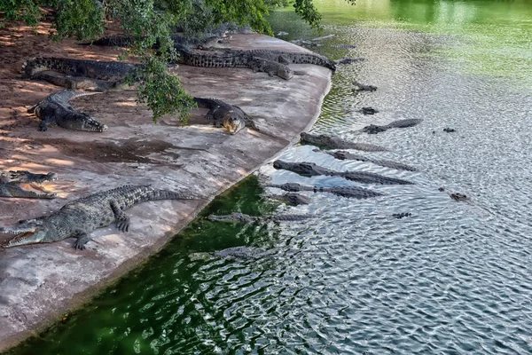 Crocodilos Uma Fazenda Crocodilos Tailândia — Fotografia de Stock