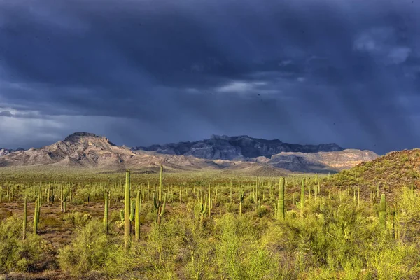 Kaktus park przed deszczem pod burzliwe niebo — Zdjęcie stockowe
