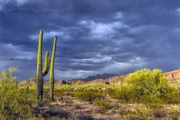 Kaktus Park Przed Deszczem Pod Burzliwe Niebo — Zdjęcie stockowe