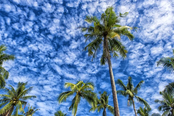 Пальми Тлі Блакитного Неба Хмарами — стокове фото