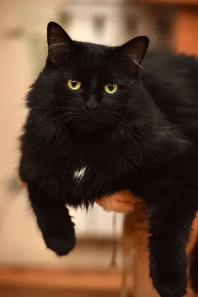 Chic negro esponjoso gato —  Fotos de Stock