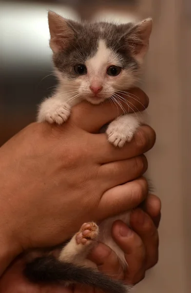 Маленький білий з сірим кошеням — стокове фото
