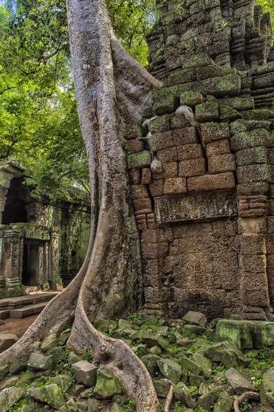 Ta Prohm Temple, Angkor, Kambodža — Stock fotografie