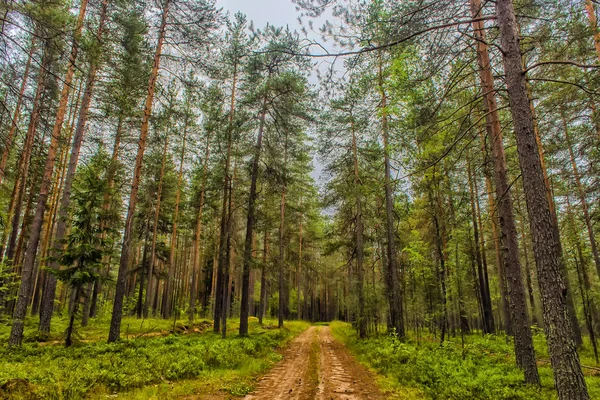 Grusväg i skogen — Stockfoto