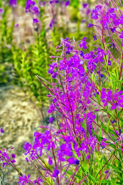 Thé de saule en fleurs dans la forêt — Photo