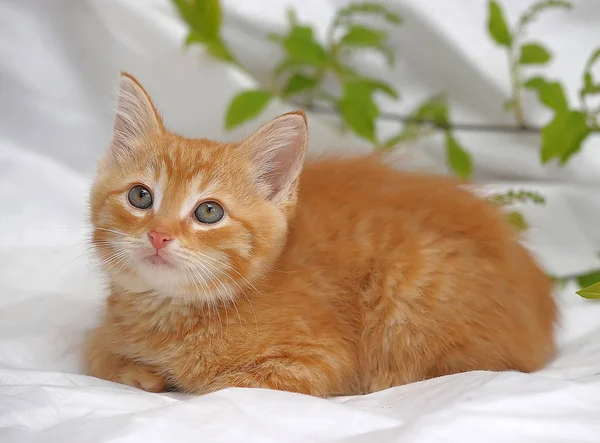 Açık Renkli Sıçramak Yeşil Kırmızı Kedi Yavrusu Bir Dalda Yaprak — Stok fotoğraf