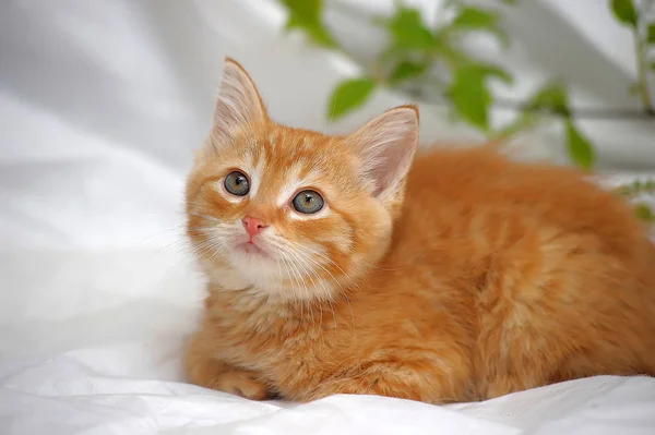 在明亮的背景上的红色小猫 — 图库照片