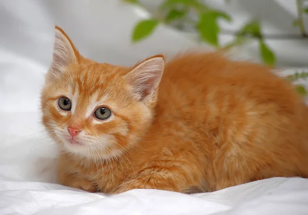 Red kitten on a light background and spring green leaves on a branch — Stock Photo, Image
