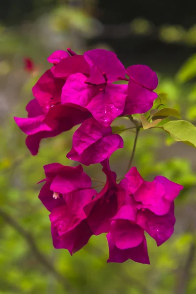 Ázsiában Thaiföld Rózsaszín Bougainvillea Virág — Stock Fotó
