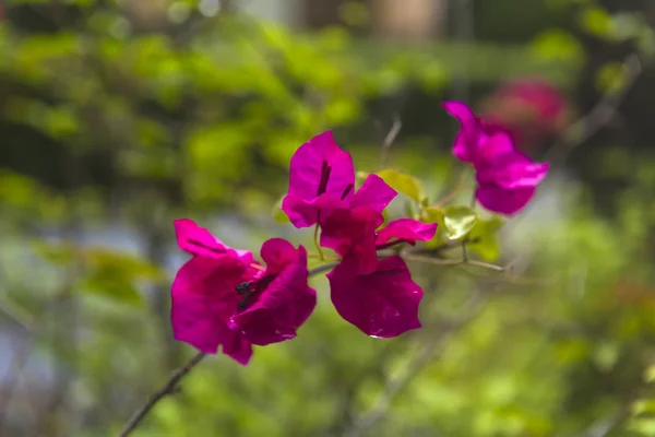 Ázsiában Thaiföld Rózsaszín Bougainvillea Virág — Stock Fotó