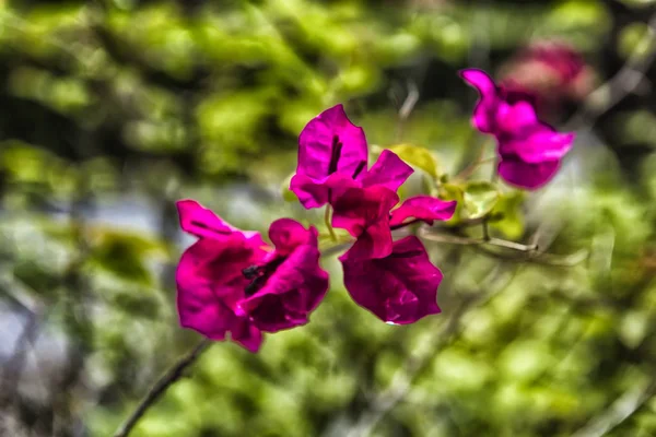 Różowy kwiat kwiatów bugenwilli w Azji (Tajlandia) — Zdjęcie stockowe