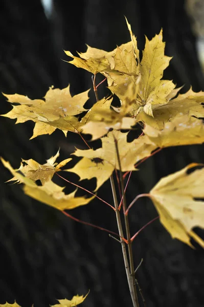 Gelbe Ahornblätter Auf Einem Ast — Stockfoto