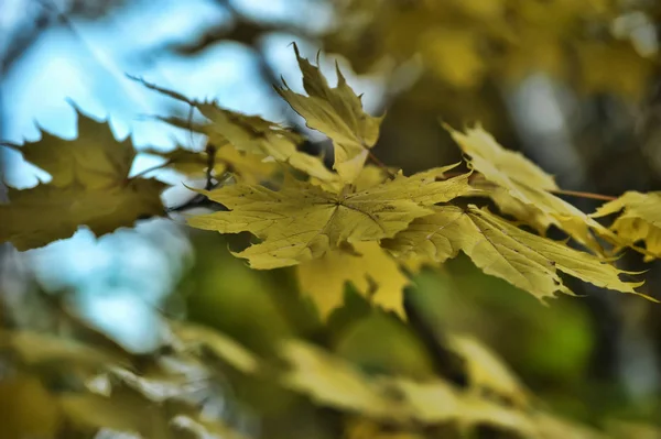 Folhas Bordo Amarelas Galho Árvore — Fotografia de Stock