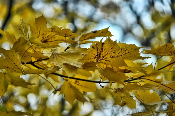 Folhas de bordo amarelas em um galho de árvore — Fotografia de Stock