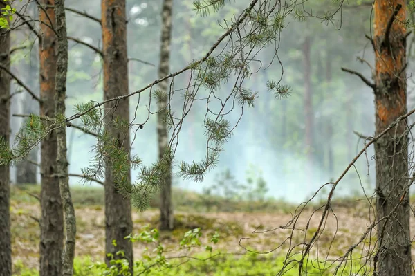 Дым Огонь Лесу — стоковое фото