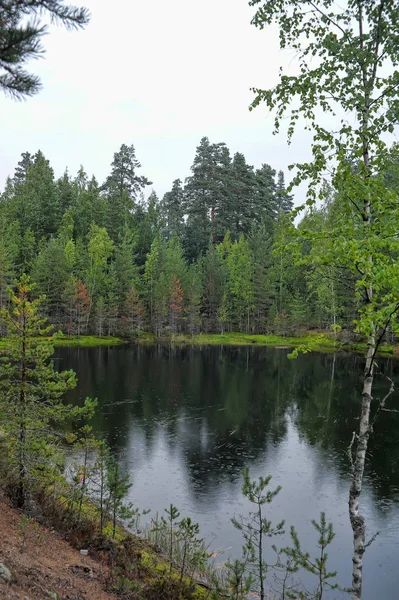 Malé Lesní Jezero Létě — Stock fotografie