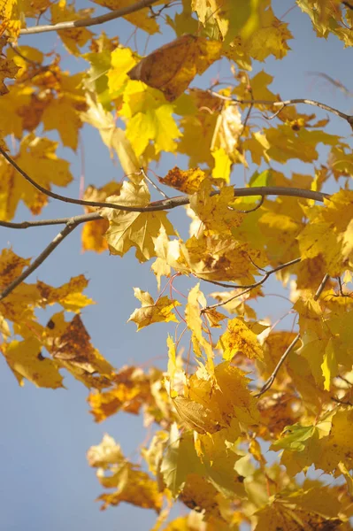 空に向かって黄色のカエデの葉 — ストック写真