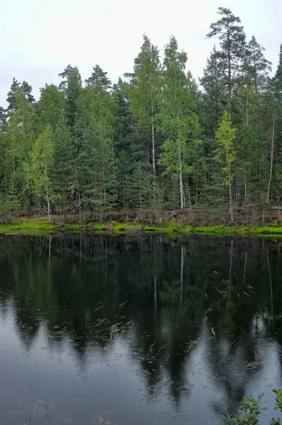 Małe Leśne Jezioro Latem — Zdjęcie stockowe