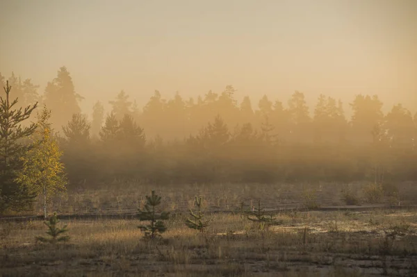 Niebla de la mañana en el copse — Foto de Stock