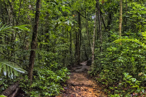 Sentier Pédestre Dans Forêt Tropicale Sombre Thaïlandaise Parc National Koh — Photo