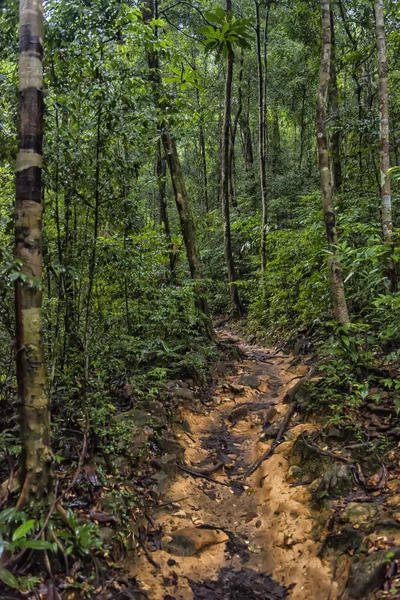 Sentier Pédestre Dans Forêt Tropicale Sombre Thaïlandaise Parc National Koh — Photo