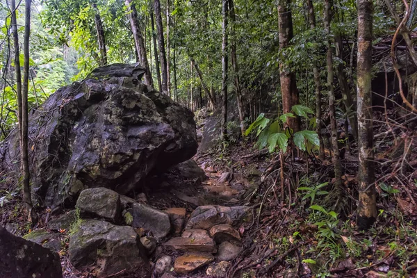 Sendero Para Caminar Bosque Tropical Oscuro Tailandés Parque Nacional Koh —  Fotos de Stock