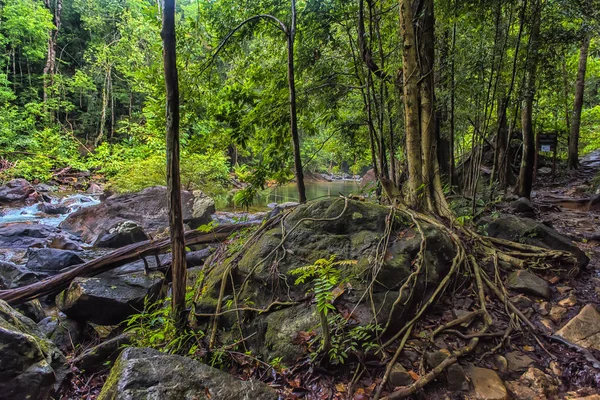 Sendero Para Caminar Bosque Tropical Oscuro Tailandés Parque Nacional Koh —  Fotos de Stock